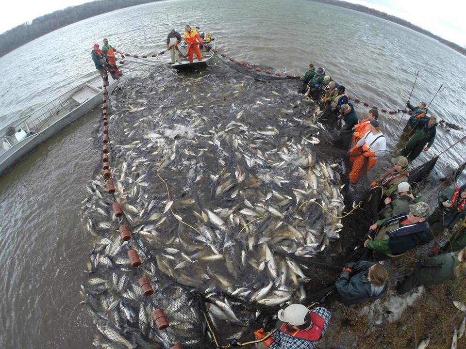 Turning the tables: application of commercial fishing helps fight the  spread of Asian carp – Illinois River Biological Station